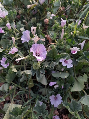 Annual mallow (Malva trimestris)
