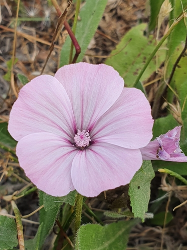 Annual mallow (Malva trimestris)