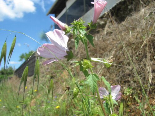 Annual mallow (Malva trimestris)