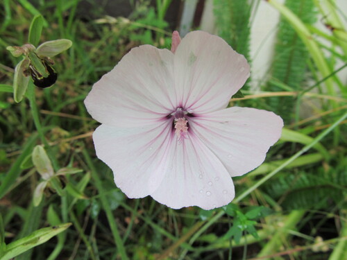 Annual mallow (Malva trimestris)