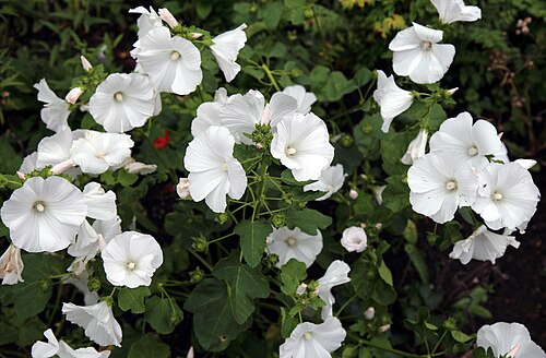 Annual mallow: Lavatera trimestris or annual mallow, rose mallow, royal mallow, and regal mallow, in a garden in the civil parish of Clavering , Essex , England. Software : RA
