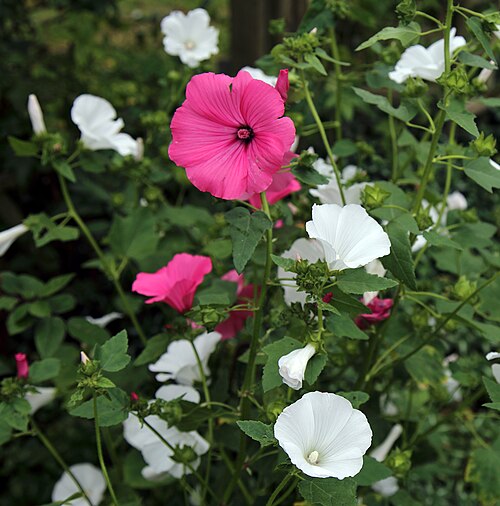 Annual mallow: Lavatera trimestris or annual mallow, rose mallow, royal mallow, and regal mallow, in a garden in the civil parish of Clavering , Essex , England. Software : RA