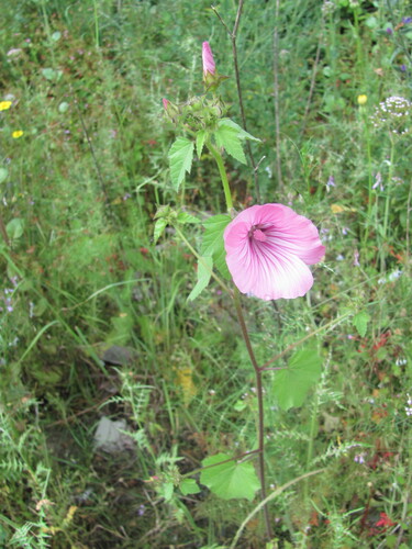 Annual mallow (Malva trimestris)