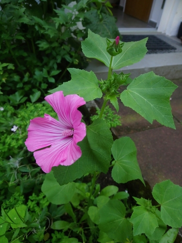 Annual mallow (Malva trimestris)