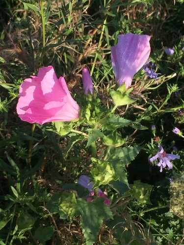 Annual mallow (Malva trimestris)