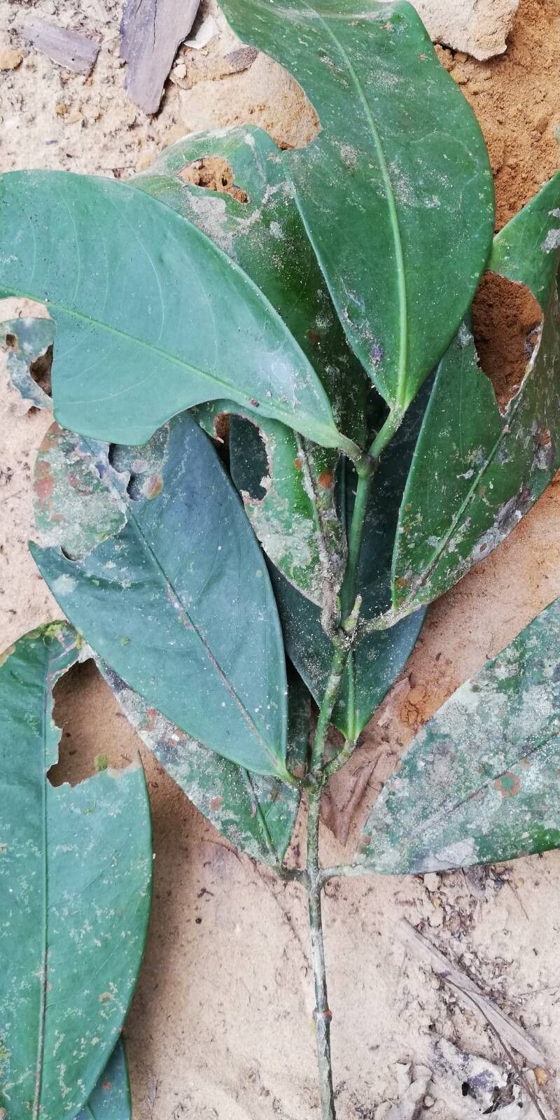 African mammyapple (Mammea africana)