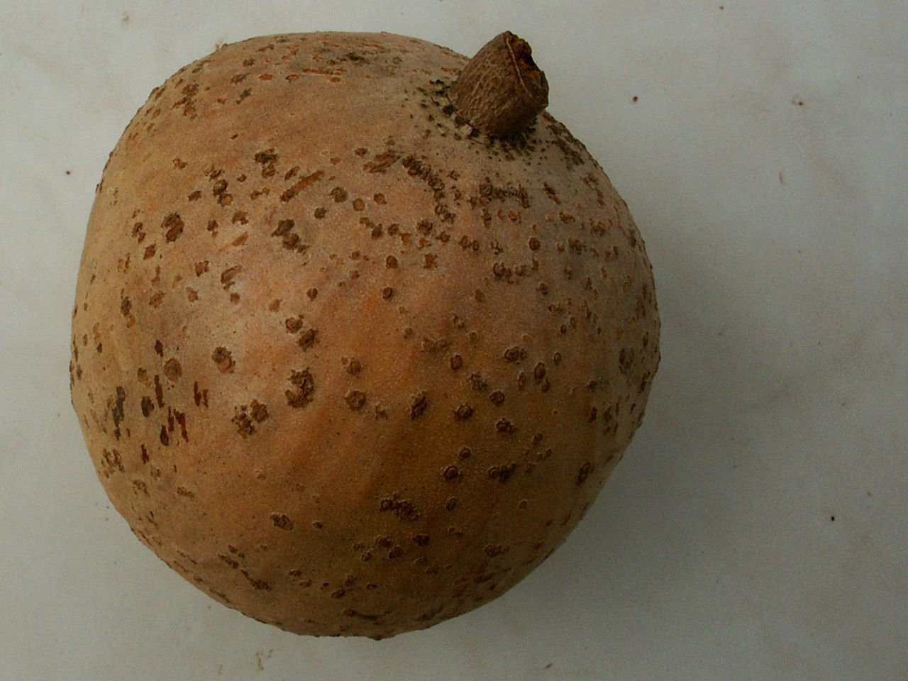 Mammee apple: Fruit d'abricotier des Antilles.