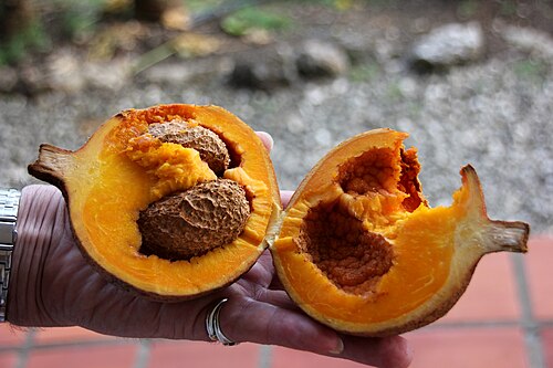 Mammee apple: A Mammee apple in the Andromeda Gardens, Barbados.