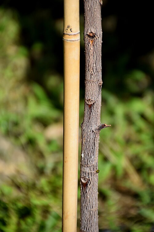 Mammee apple: Mammea americana in Jardin des Plantes de Toulouse