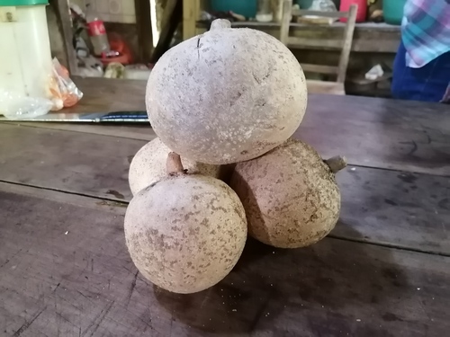 Mammee apple (Mammea americana)