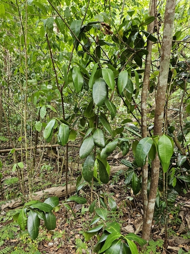Mammee apple (Mammea americana)