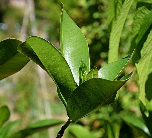 Mammee apple: Mammea americana in Jardin des Plantes de Toulouse
