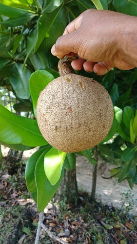 Mammee apple (Mammea americana)