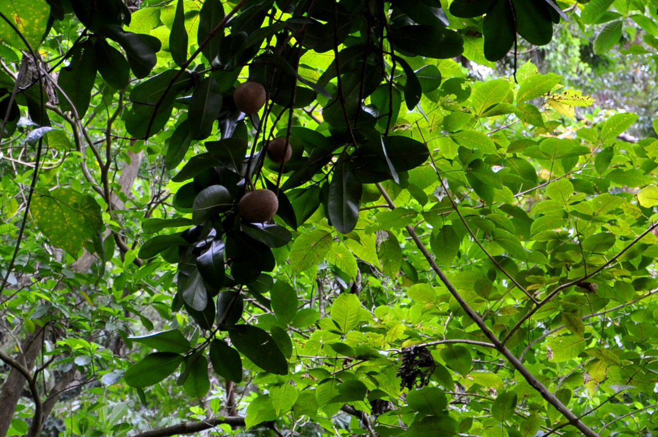 Mammee apple: Branches d'abricotier avec fruits.