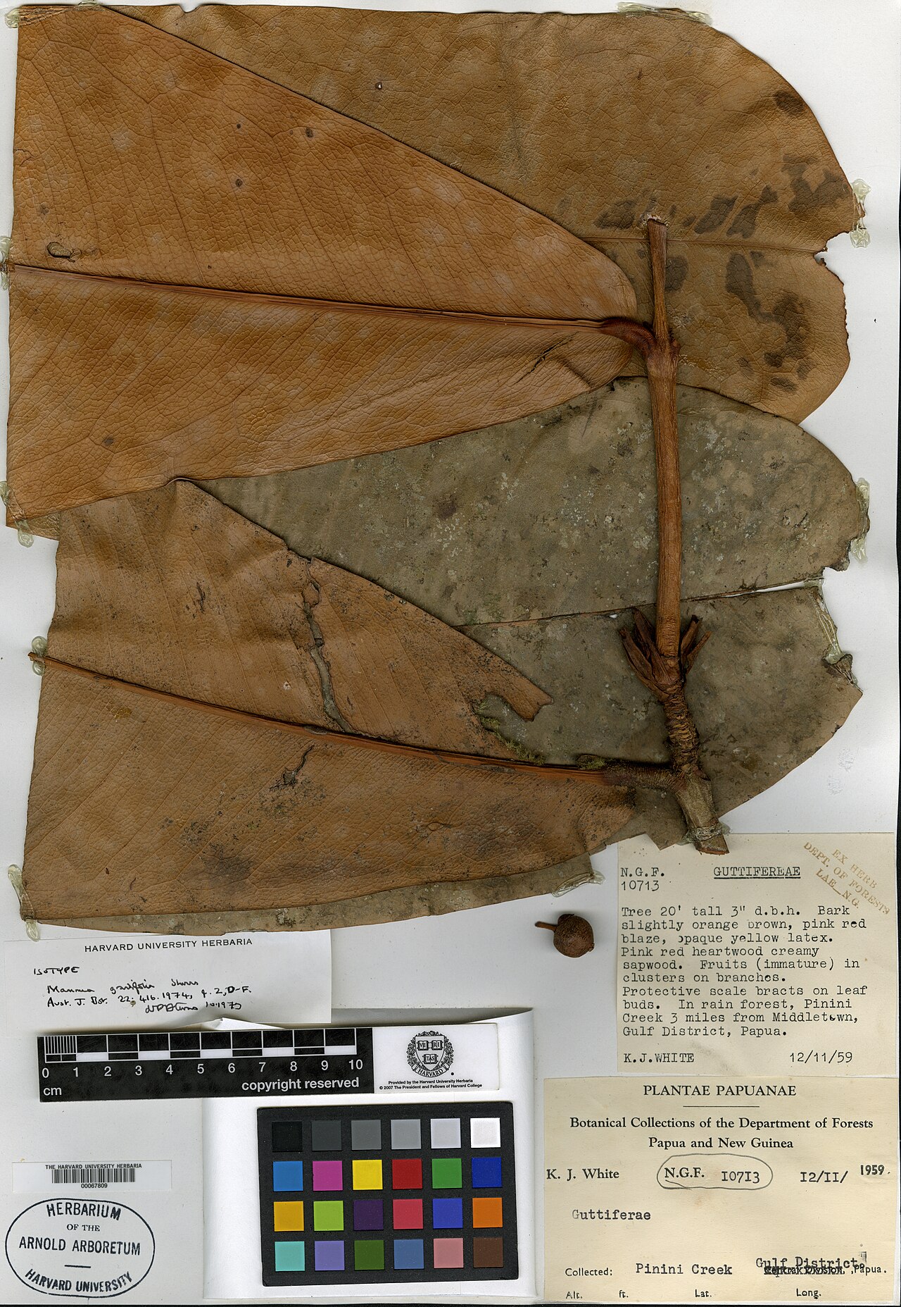 Mammea grandifolia: Herbarium specimen of Mammea grandifolia held in the Harvard University herbaria.