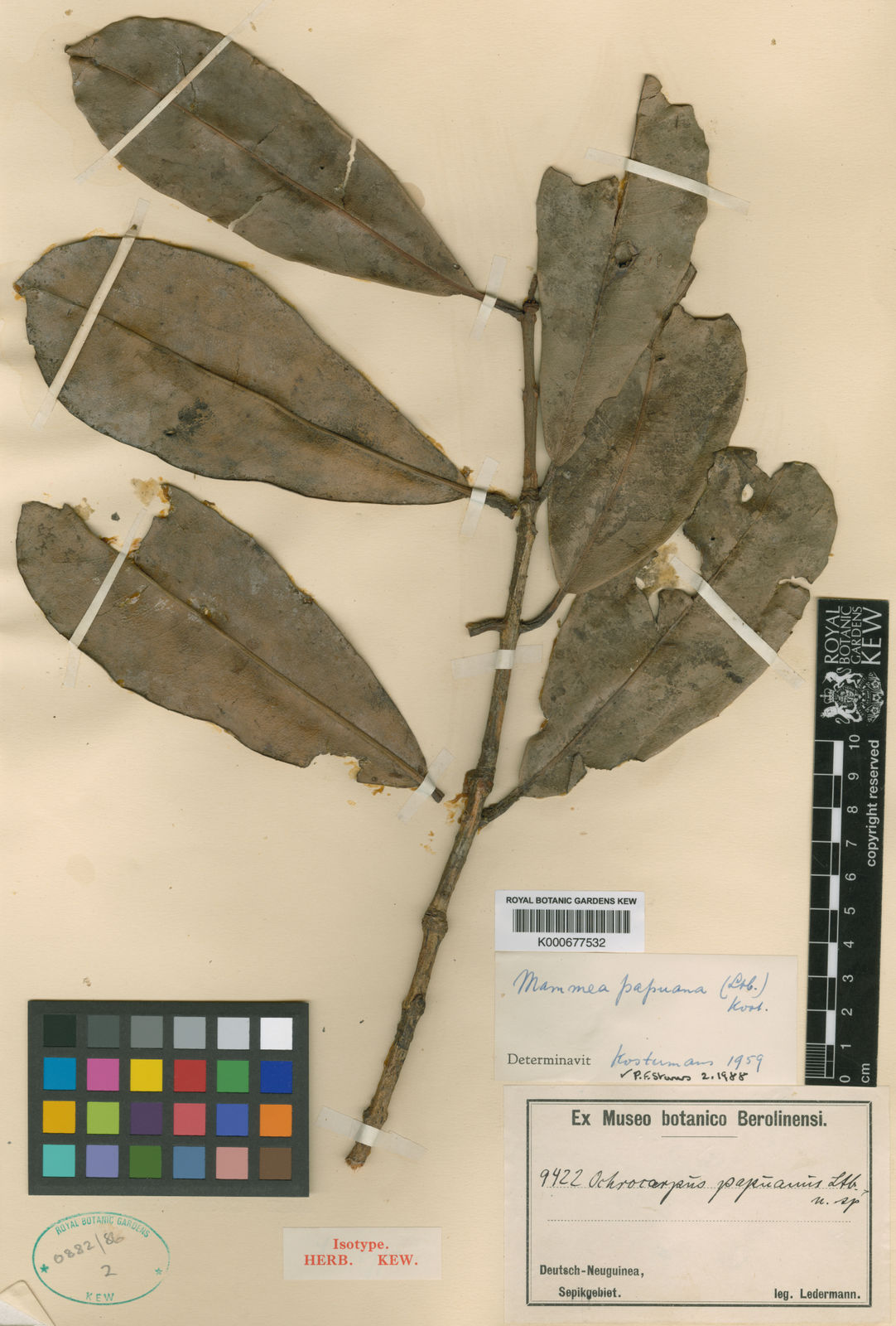Mammea papuana: Herbarium specimen of Mammea papuana from Kew Herbarium. K000677532.