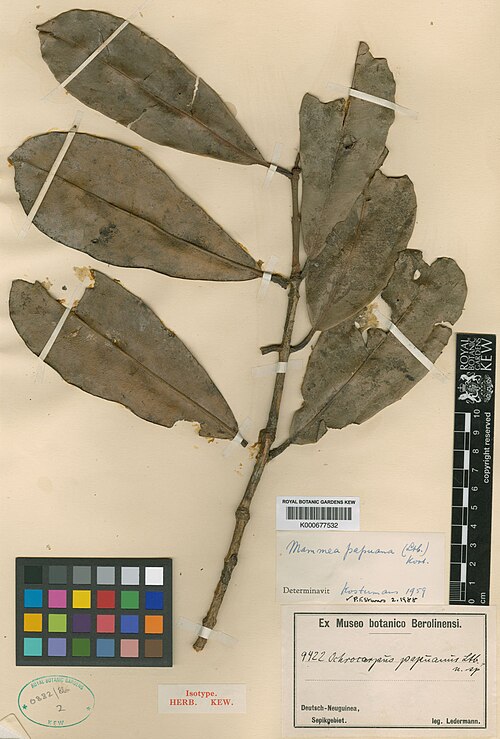 Mammea papuana: Herbarium specimen of Mammea papuana from Kew Herbarium. K000677532.