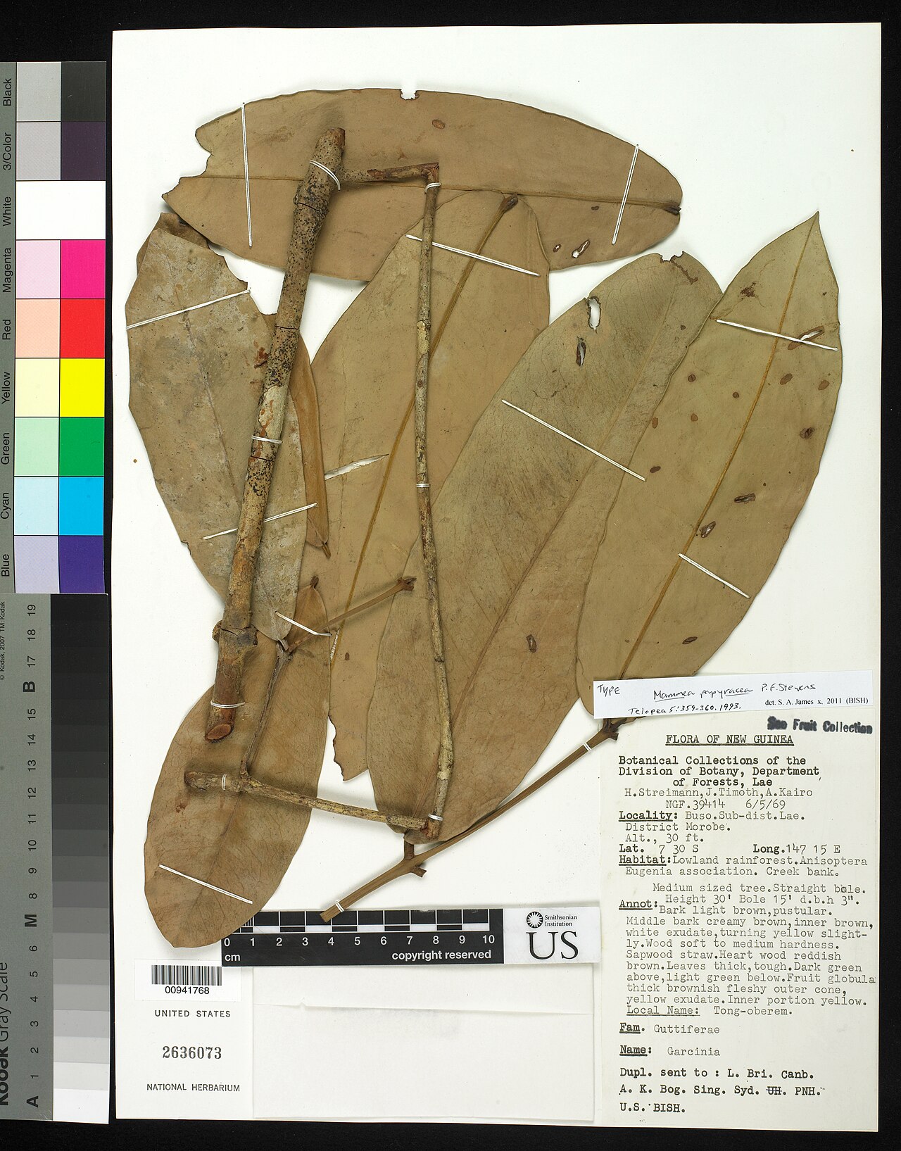 Mammea papyracea: Herbarium specimen of Mammea papyracea from United States National Museum. US 2636073.