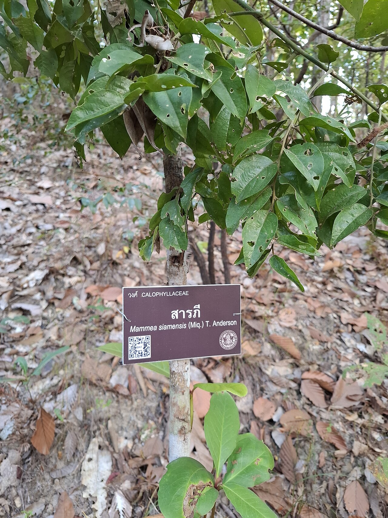 Mammea siamensis: Mammea siamensis