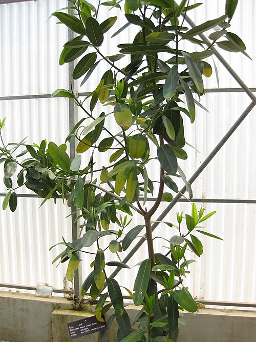 Mammea siamensis: This photo is from Gardenology.org and is available under CC-BY-SA 3.0 license. If you use it, please include attribution to Gardenology.org, with a link if the