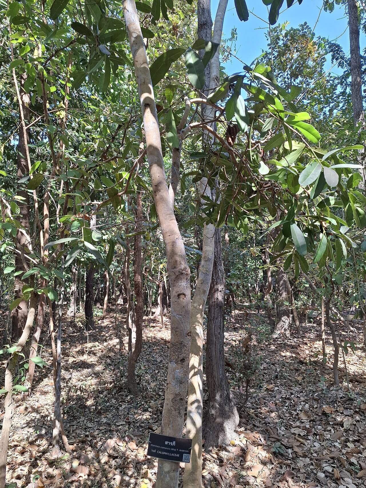 Mammea siamensis: Mammea siamensis