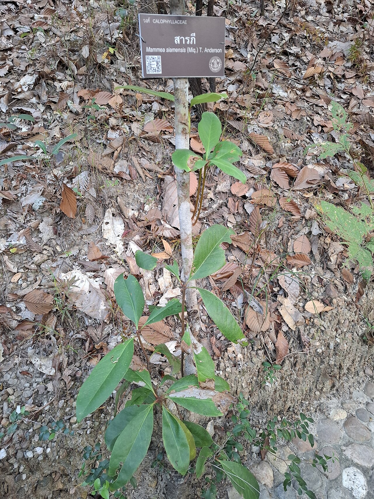 Mammea siamensis: Mammea siamensis
