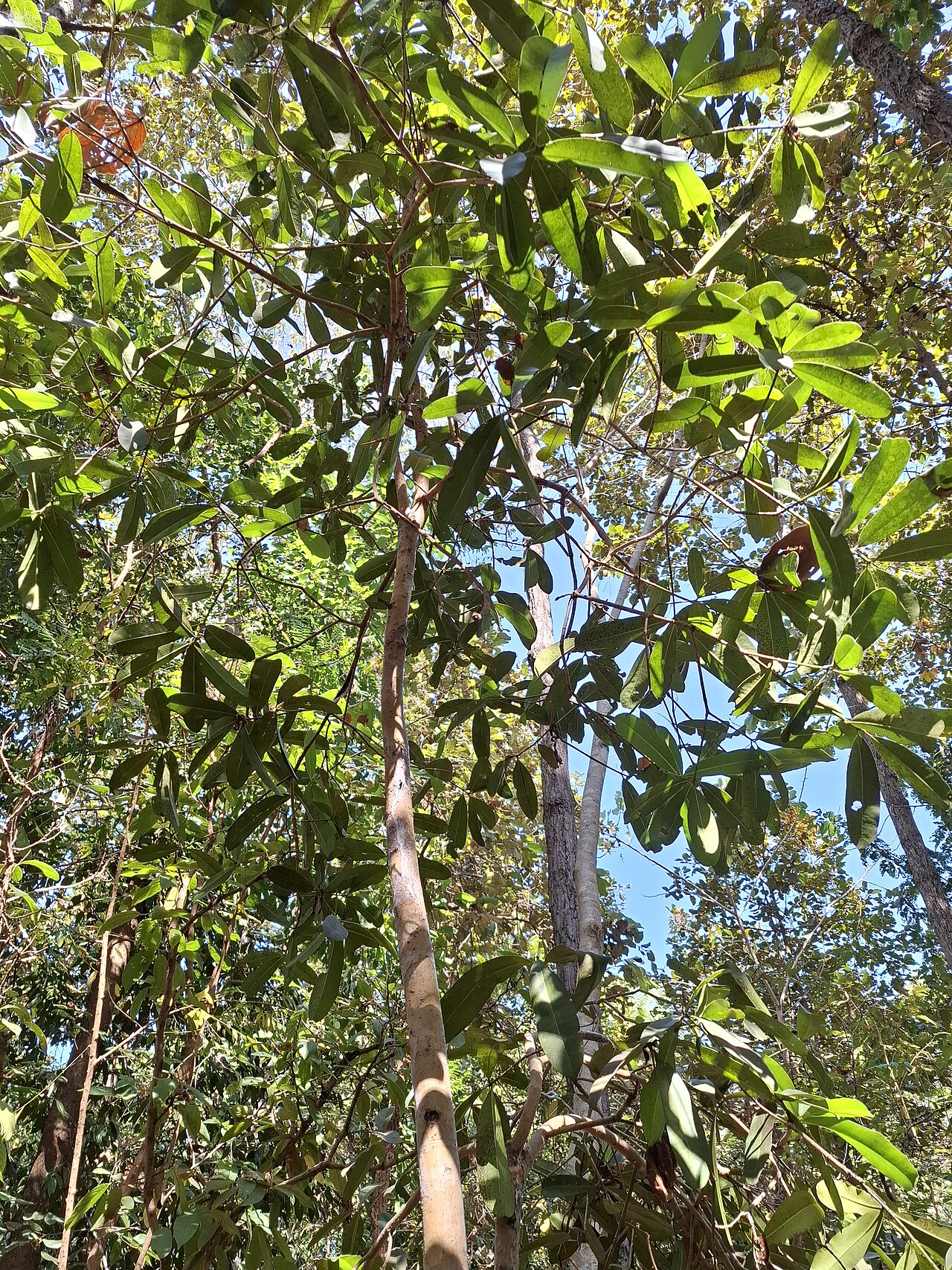 Mammea siamensis: Mammea siamensis