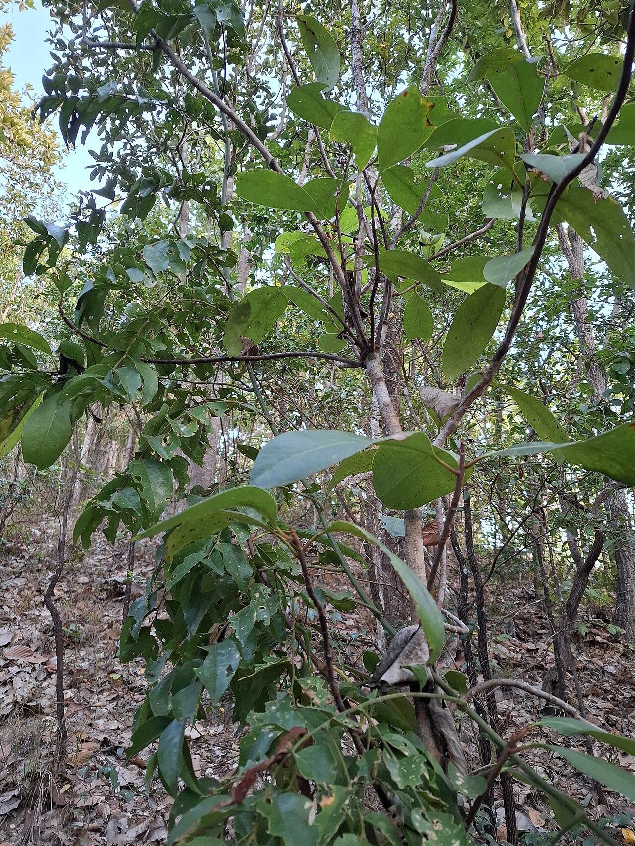 Mammea siamensis: Mammea siamensis