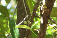 Ochrocarpus longifolius (Mammea suriga)