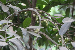 Ochrocarpus longifolius (Mammea suriga)