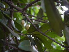 Ochrocarpus longifolius (Mammea suriga)