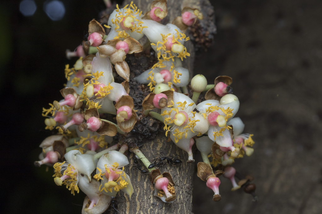 Ochrocarpus longifolius (Mammea suriga)