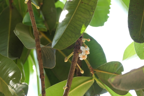 Ochrocarpus longifolius (Mammea suriga)