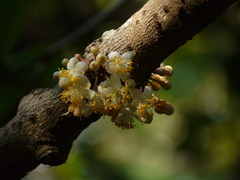 Ochrocarpus longifolius (Mammea suriga)