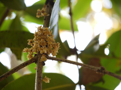 Ochrocarpus longifolius (Mammea suriga)