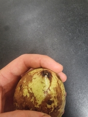 Mammea touriga (Mammea touriga)