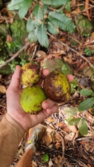 Mammea touriga (Mammea touriga)