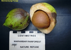 Mammea touriga (Mammea touriga)