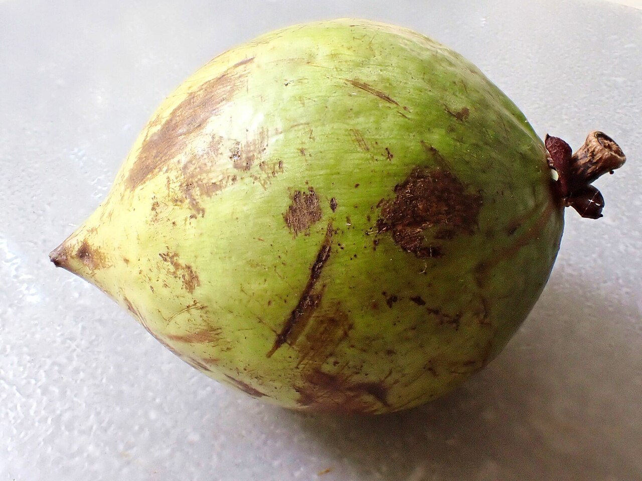 Mammea touriga: Mammea touriga, Topaz QLD 4885, Australia, 2025-01-22 (iNaturalist).