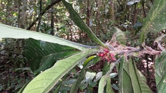 Mammea zeereae (Mammea zeereae)