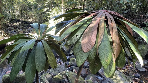 Mammea zeereae (Mammea zeereae)