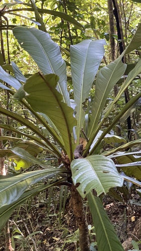 Mammea zeereae (Mammea zeereae)