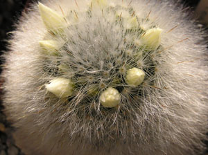 Mammillaria albicoma: Mammillaria albicoma aus der Sammlung von „Andreae Kakteenkulturen“, Inh. Michael Januschkowetz, Ausserhalb Lengfeld 17, 64853 Otzberg-Lengfeld