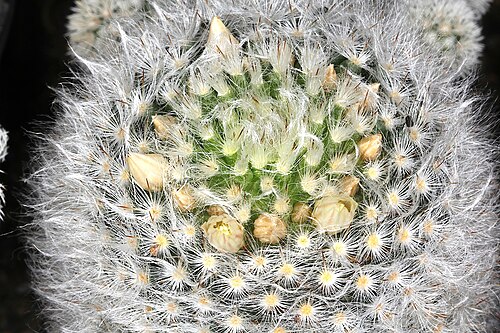 Mammillaria albicoma: Mammillaria albicoma