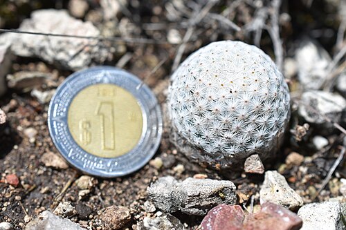 Mammillaria albiflora: Mammillaria albiflora in Mexico