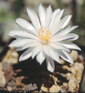 Mammillaria albiflora: Mammillaria albiflora aus der Sammlung von „Andreae Kakteenkulturen“, Inh. Michael Januschkowetz, Ausserhalb Lengfeld 17, 64853 Otzberg-Lengfeld