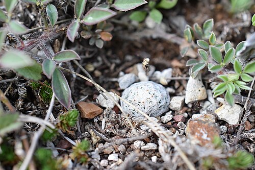 Mammillaria albiflora: Mammillaria albiflora in Mexico