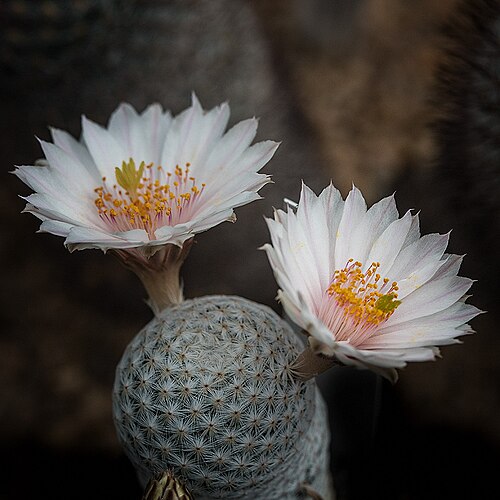 Mammillaria albiflora: Mammillaria albiflora (Werderm.) Backeb. im Botanischen Garten München