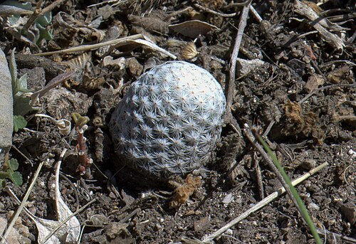 Mammillaria albiflora: Mammillaria albiflora wächst in der Nähe der Stadt San Luis de la Paz im mexikanischen Bundesstaat Guanajuato.