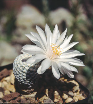 Mammillaria albiflora: Mammillaria albiflora aus der Sammlung von „Andreae Kakteenkulturen“, Inh. Michael Januschkowetz, Ausserhalb Lengfeld 17, 64853 Otzberg-Lengfeld